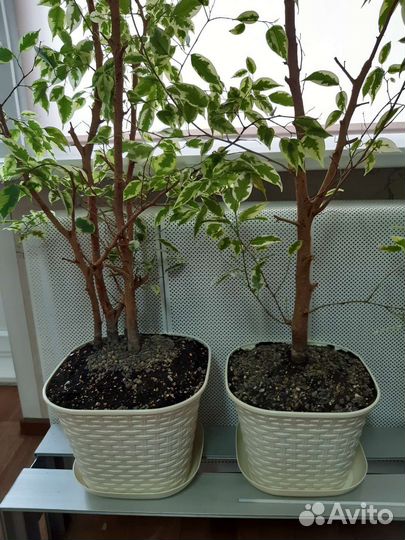 Фикус (цена договорная)
