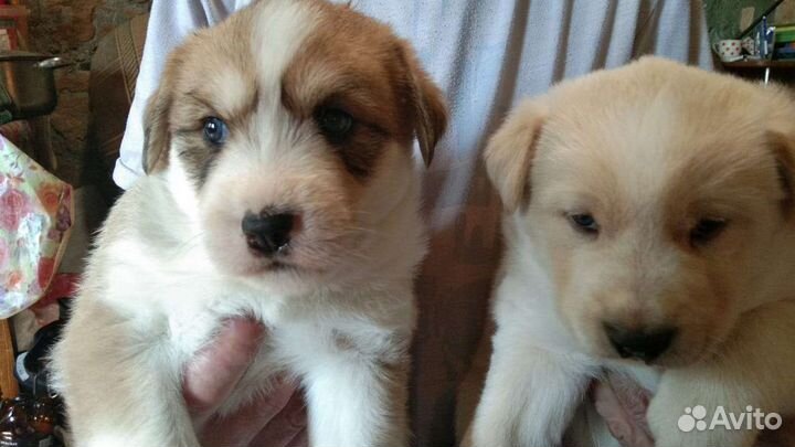 Собака в добрые руки щенок метиз лайки