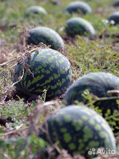 Семена арбуза