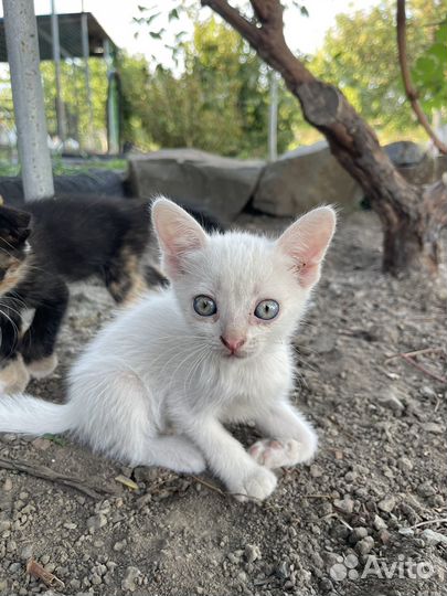 Котята в добрые руки даром