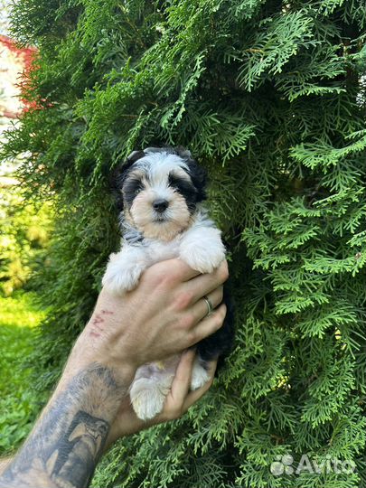 Бивер мальчик