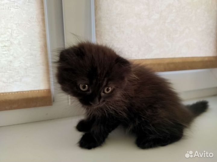 Кошка в дар бесплатно