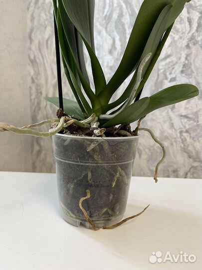 Орхидея фаленопсис