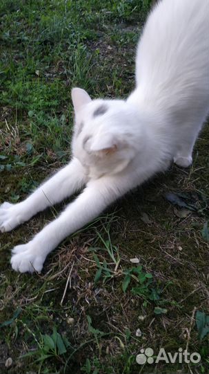 Котята в добрые руки бесплатно