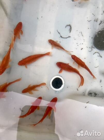 Рыба комета для пруда