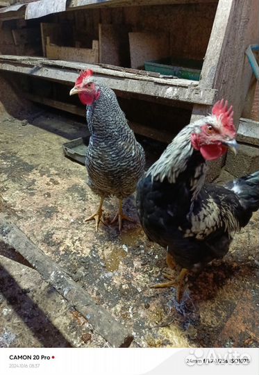 Молодые петухи