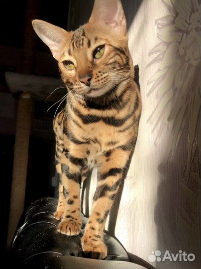 Бенгальские котята