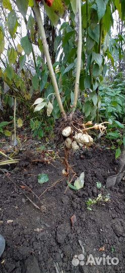 Топинамбур саженцы и клубни