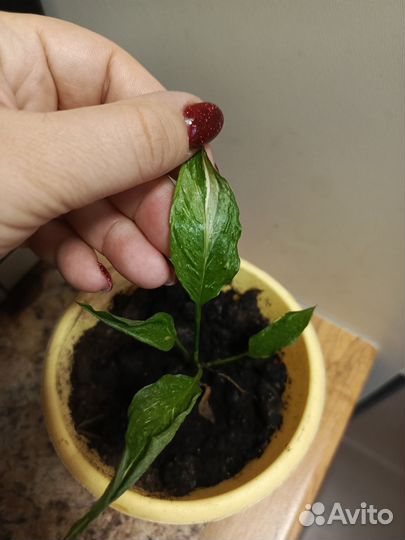 Спатифиллиум Джемини (женское счастье), сциндапсус