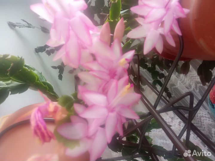 Коллекция сортовых декабристов шлюмбергера