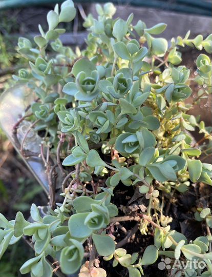 Очиток почвопокровный, очиток видный цветы