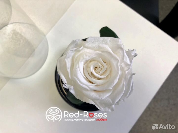 Роза в Колбе Premium - Белая