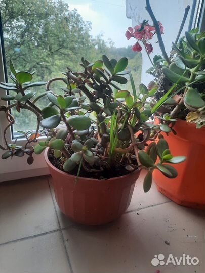 Толстянка денежное дерево