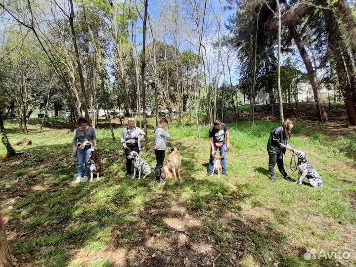 Кинолог, дрессировка передержка собак Лазаревское