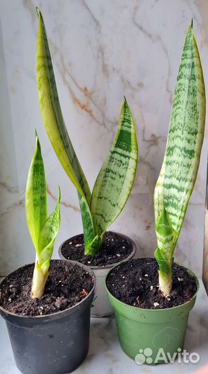 Сансевиерия Лауренти