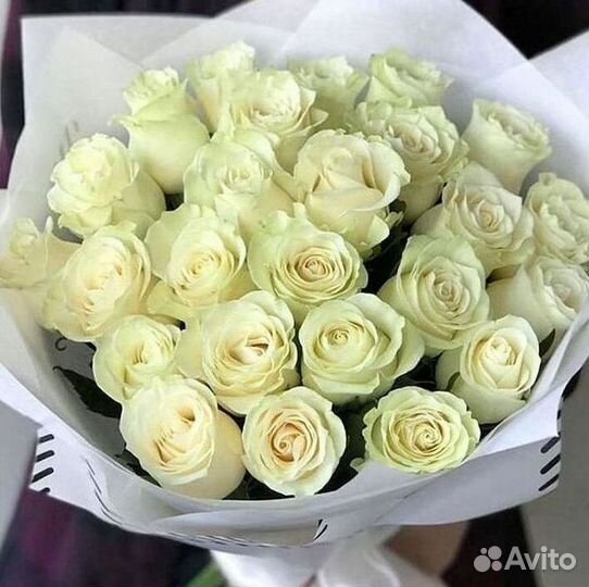 Розы гиганты 140 150 160 170 180 200