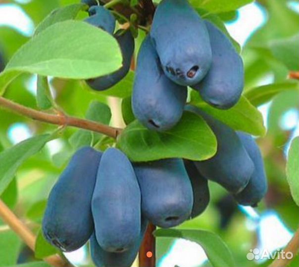 Жимолость кустик