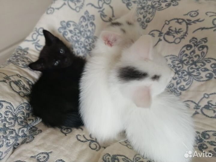 Котята турецкой ангоры