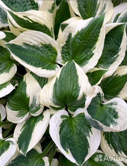 Хоста патриот