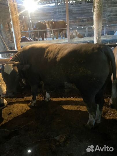 Бычки на мясо