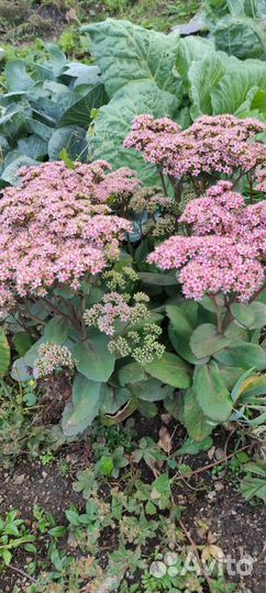 Очиток видный