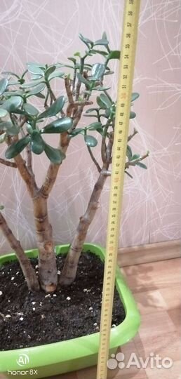 Денежное дерево толстянка крассула