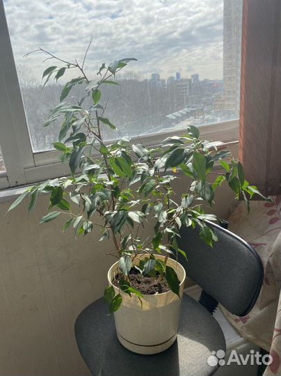 Фикус бенджамина