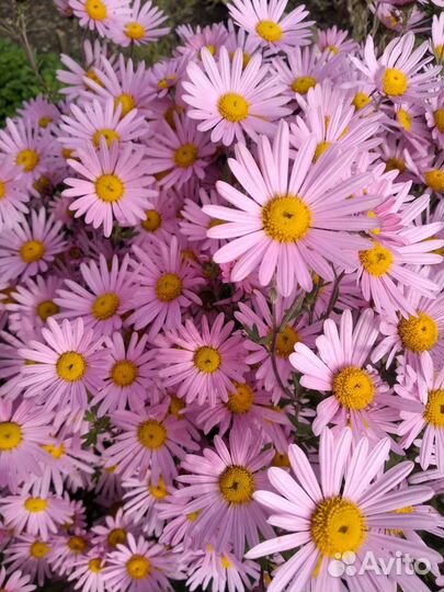 Хризантемы