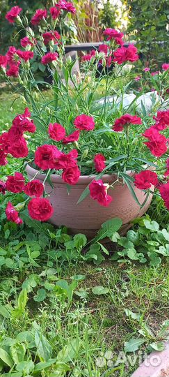 Многолетние неприхотливые садовые растения