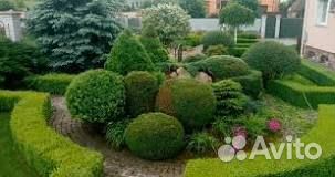 Топиарная стрижка