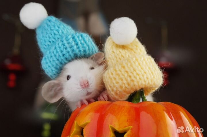 Крысята дамбо, крысы, огромный выбор