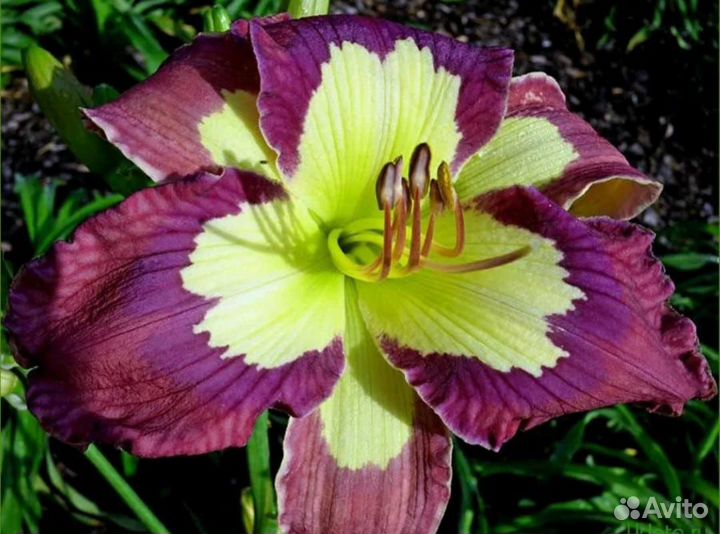 Лилейники сортовые