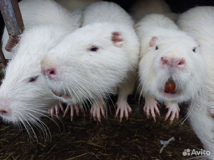 Самцы на племя