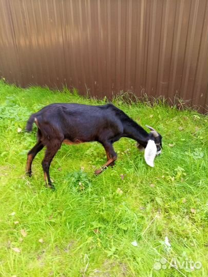 Козел битал