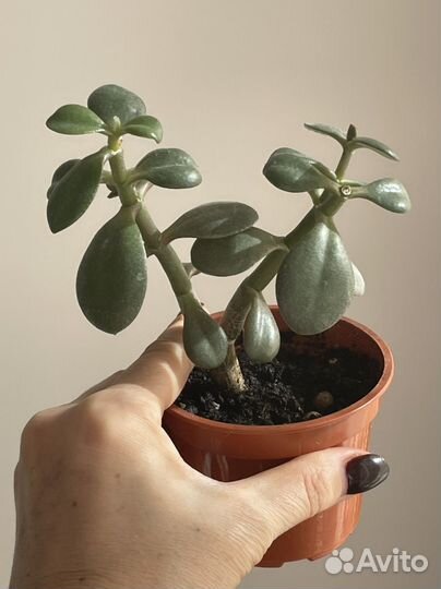 Толстянка крассула