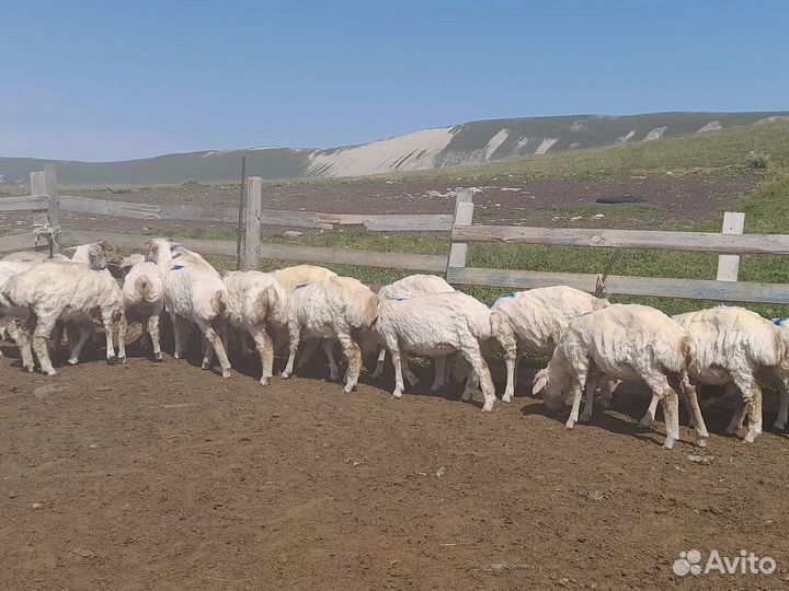 Курдючные бараны овцы