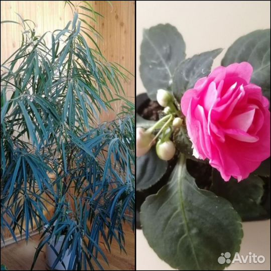 Фикус Али и Бальзамин