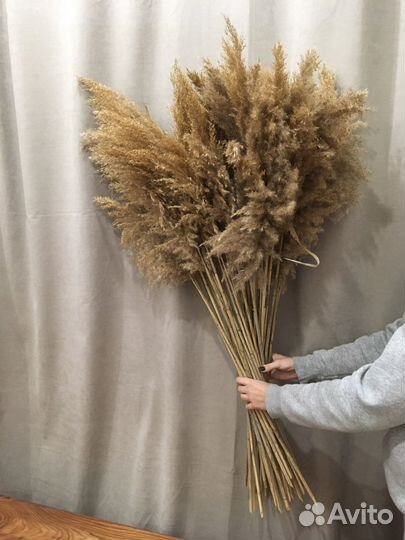 Камыш декоративный оптом по РФ