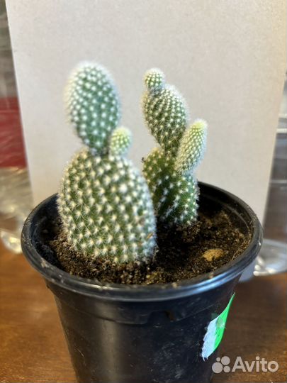 Опунция мелковолосистая