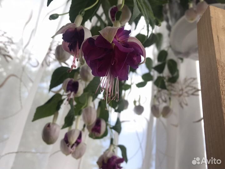 Фуксия сортовая