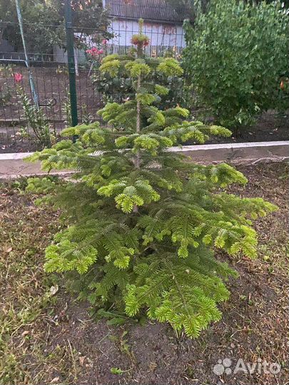 Ель обыкновенная