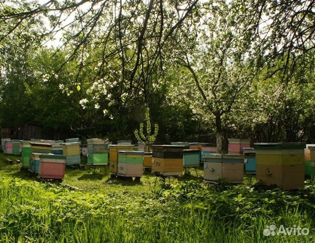 Мед 2024 года натуральный опт