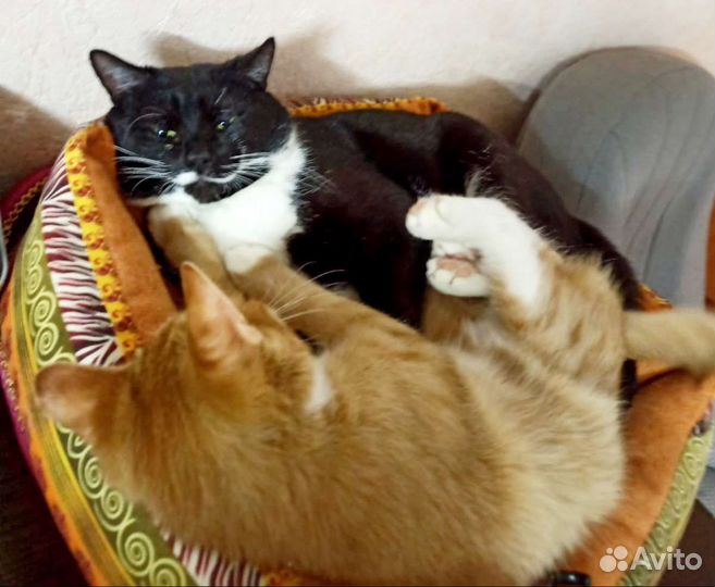 Молодая семейная пара возьмёт ипотеку