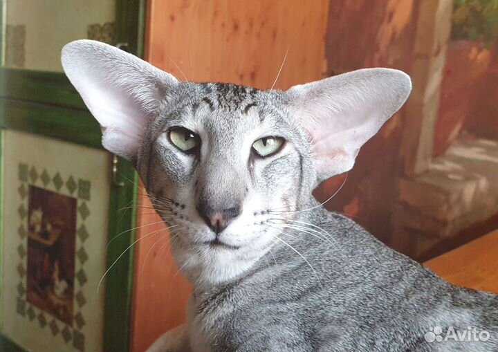 Ориентальные котята экстрим