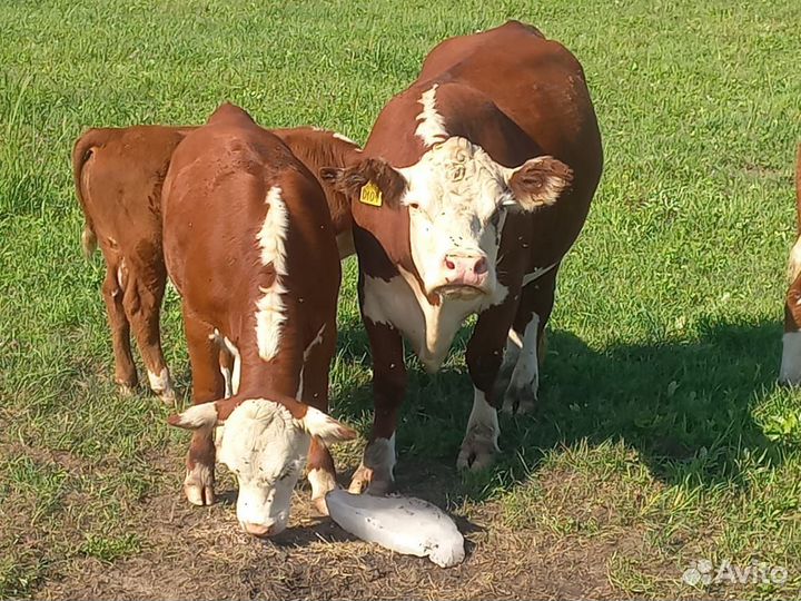 Телочки и бычки