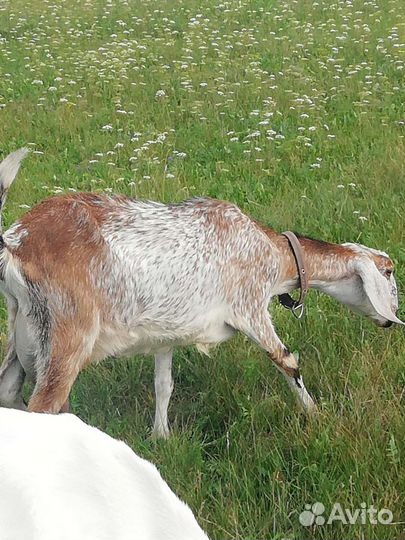 Коза дойная