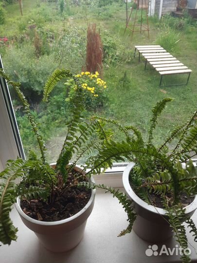 Папоротник