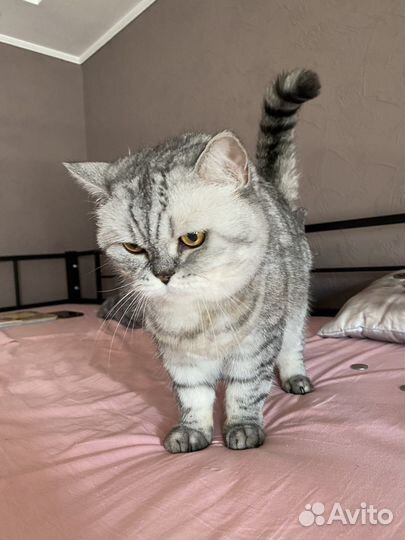 Шотландская прямоухая кошка