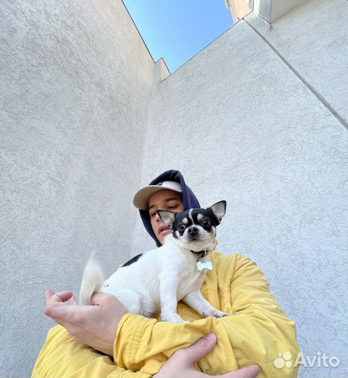 Вязка, Свидания