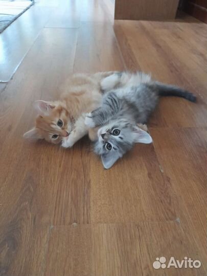 Котята в добрые руки бесплатно